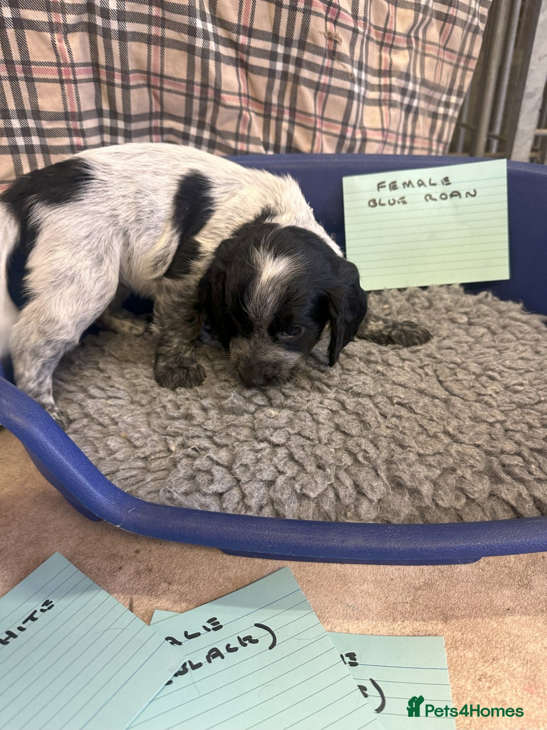 Cocker Spaniel dogs for sale: Two cocker spaniel litters for sale - Image 24