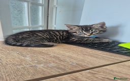 Mixed Breed cats for sale: 2 Kittens  - Image 4