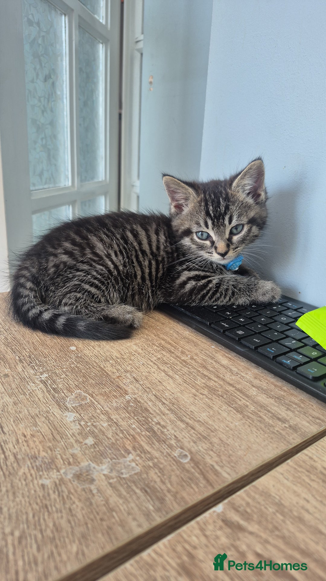 Mixed Breed cats for sale: 2 Kittens  - Image 4