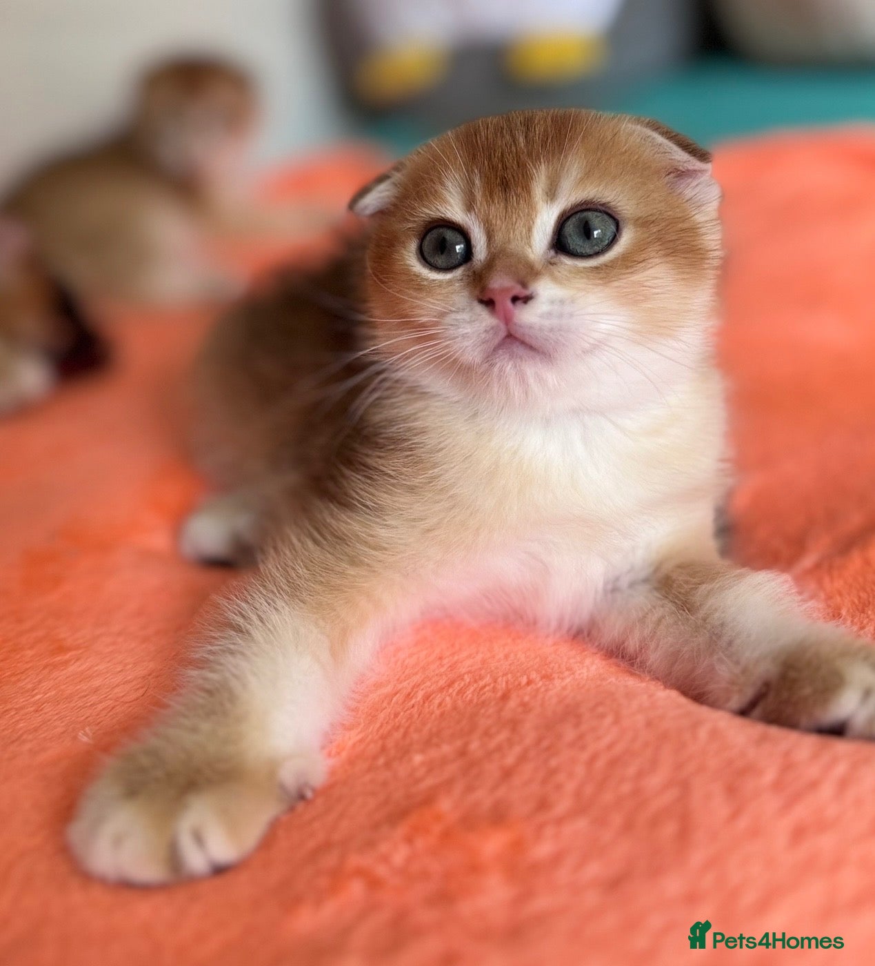 Scottish Fold cats 🐾BEAUTIFUL SCOTTISH FOLD KITTEN 🐱  - Advert 1