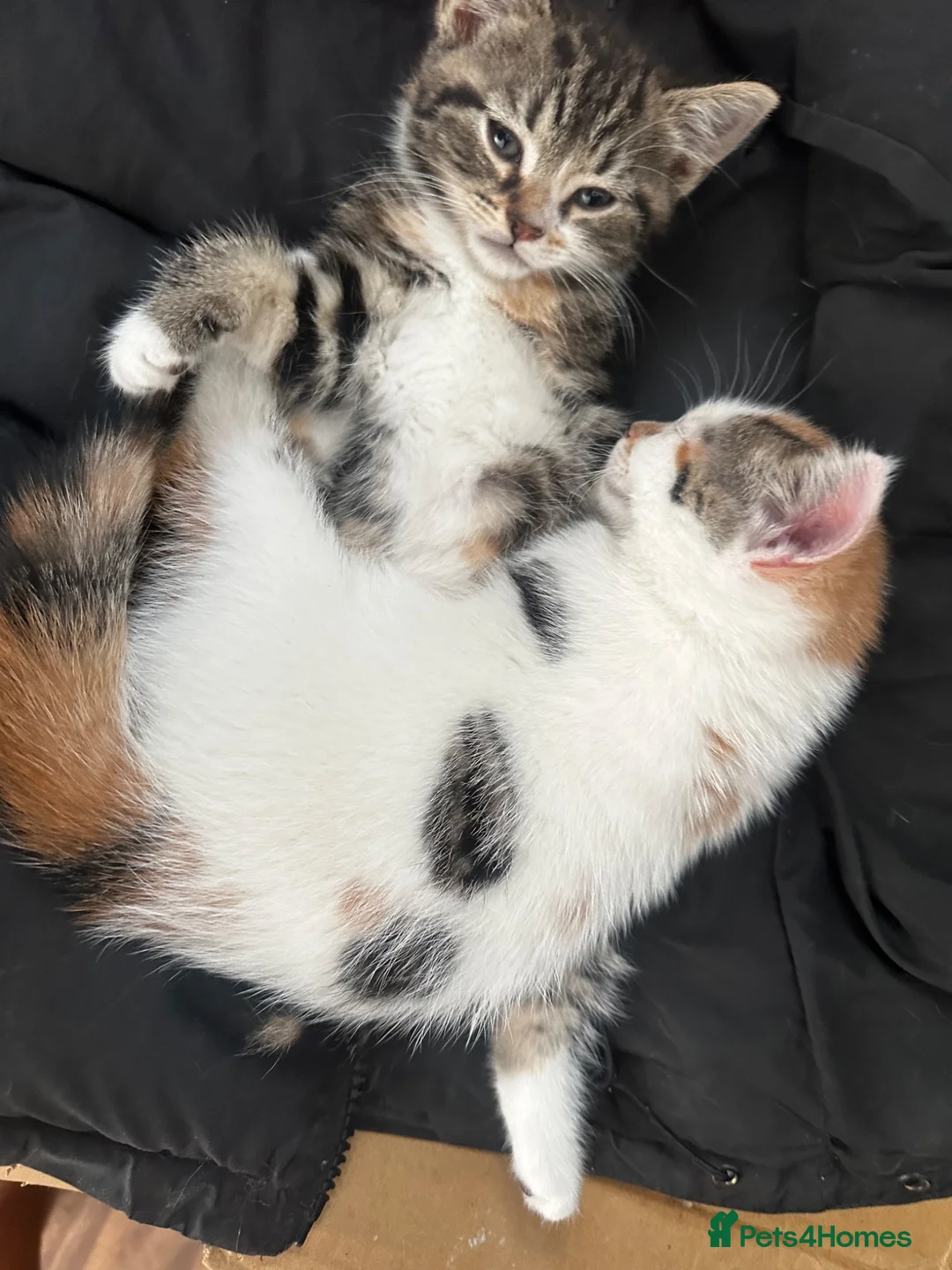 Mixed Breed cats for sale: Ready to Leave Now – Two Beautiful Female Kittens  - Advert 1