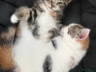 Mixed Breed cats FEMALE KITTENS READY TO LEAVE ASAP - Advert 3