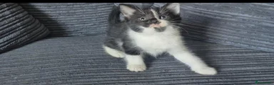 Mixed Breed 1