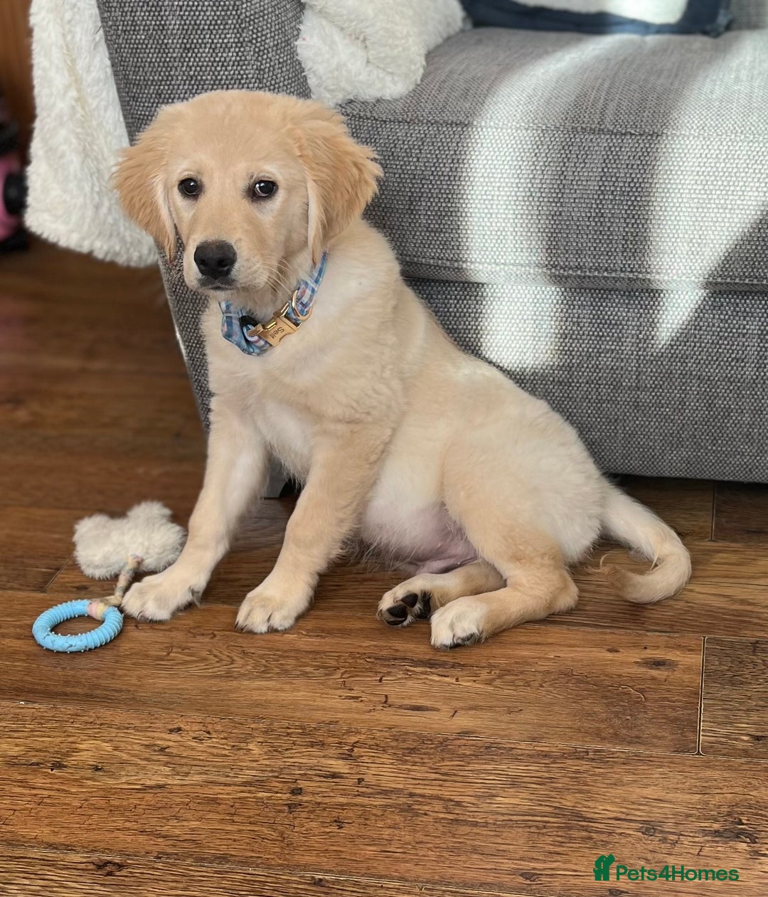 Golden Retriever dogs for sale: 14week old golden retriever  - Advert 4