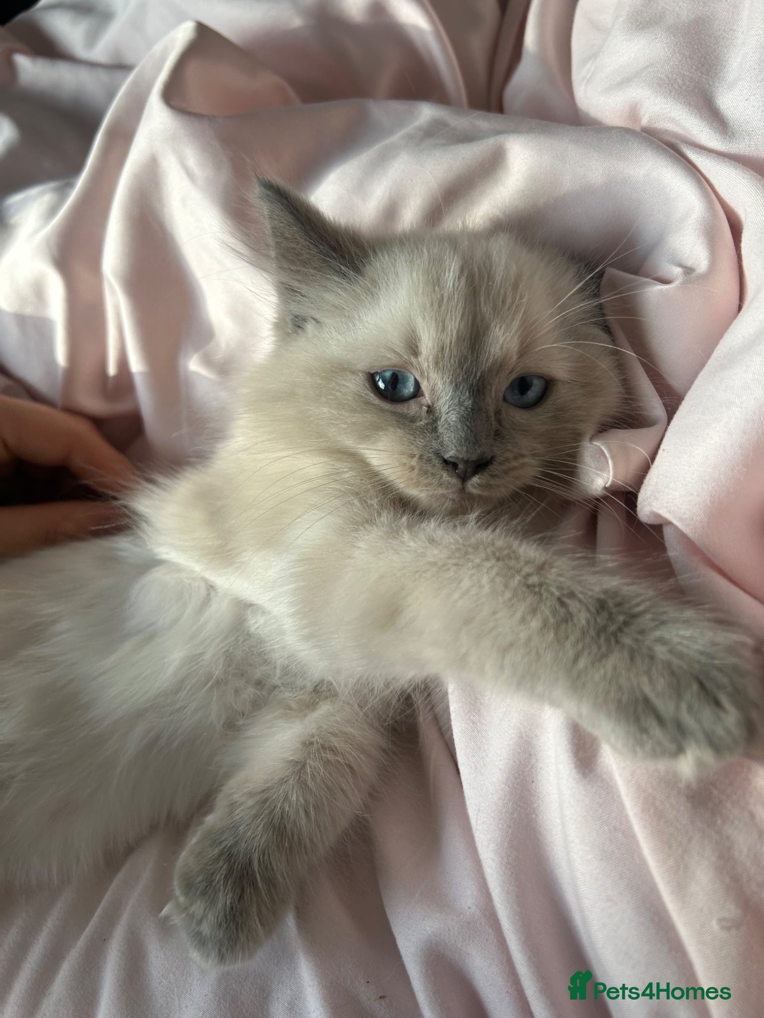 Ragdoll cats Ragdoll kittens - Advert 1