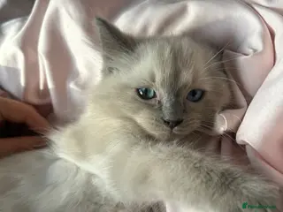 Ragdoll cats Ragdoll kittens - Advert 1
