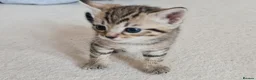 Mixed Breed cats for sale: 5 Heart-Melting Baby Kittens Ready for Love! - Advert 7