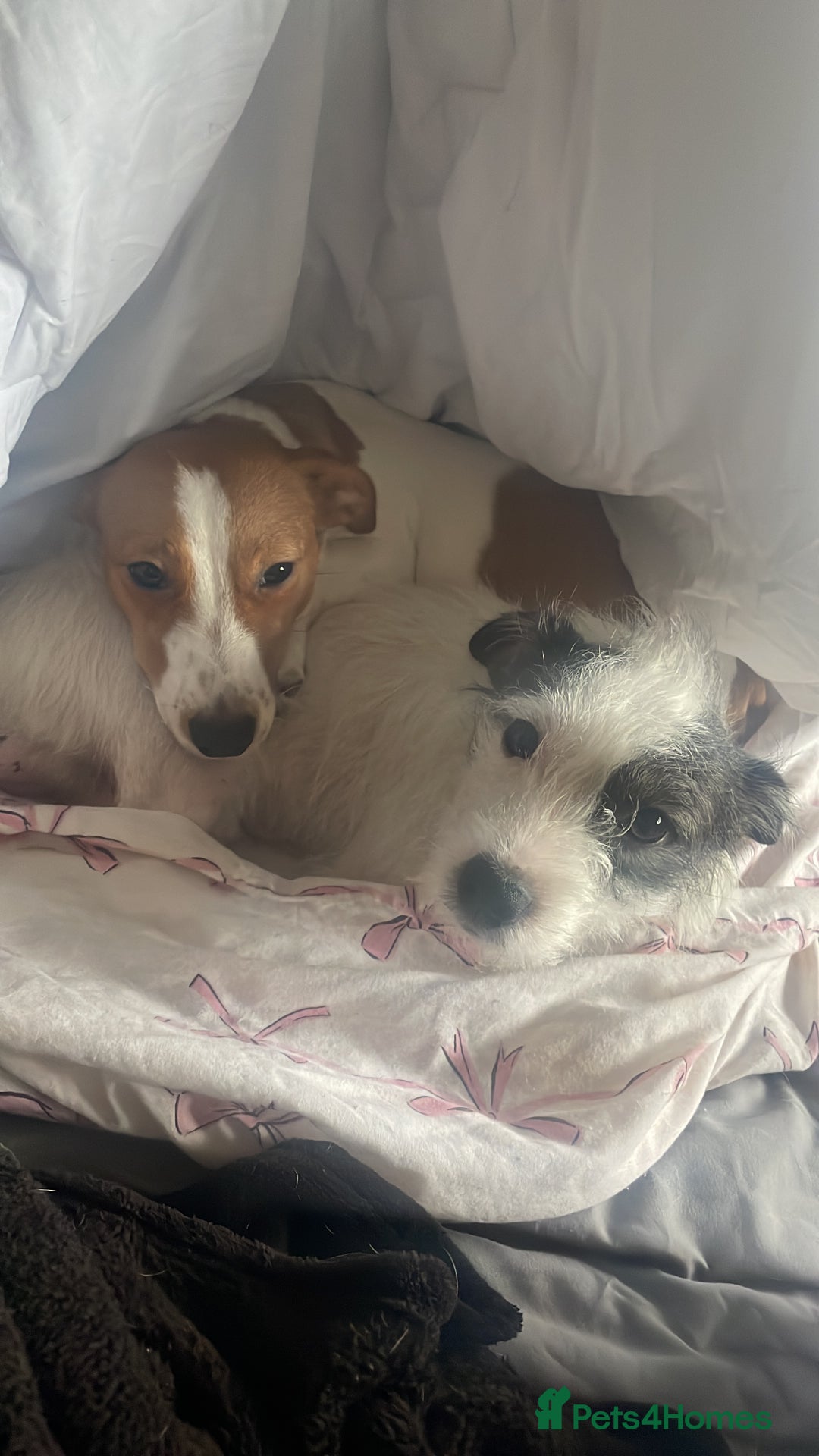 Jack Russell dogs for sale: Lady & The Tramp Jack Russell Terriors  - Advert 2