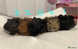 Guinea Pig rodents for sale: Baby Guinea Pig Boars - Image 1