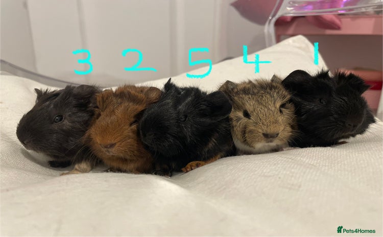 Guinea Pig rodents - Advert 1