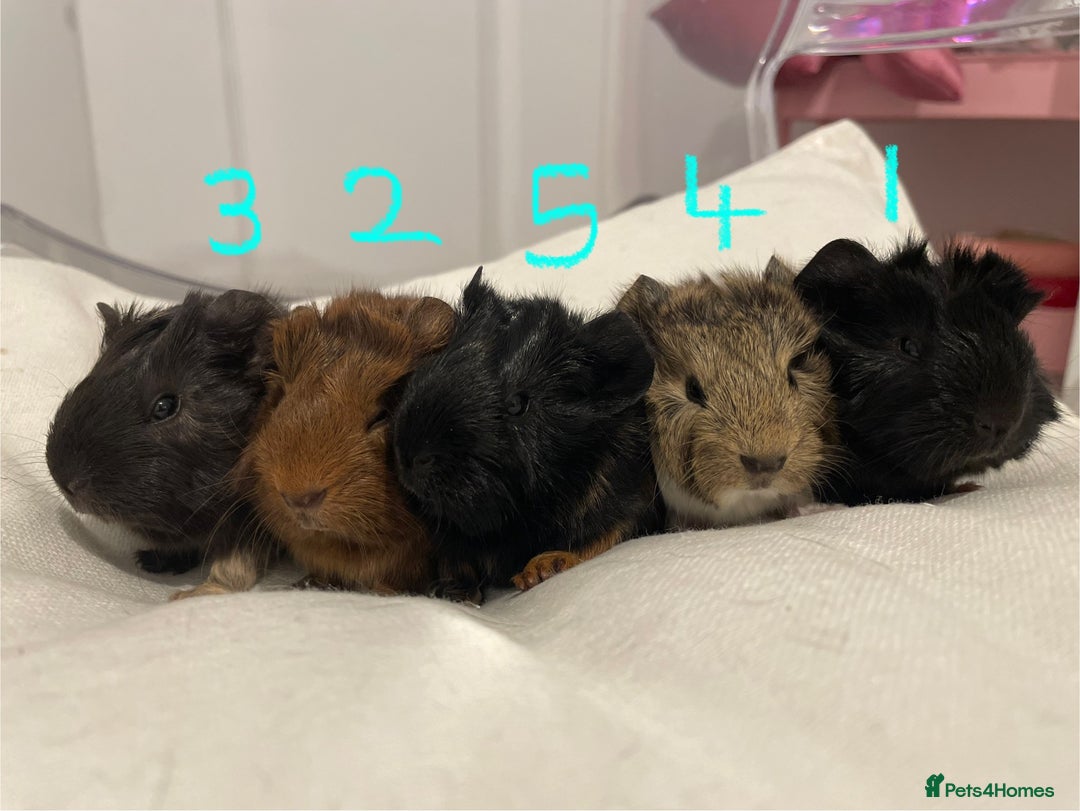Guinea Pig rodents for sale: Baby Guinea Pig Boars - Image 1