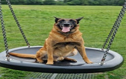 Belgian Shepherd Dog dogs for stud: KC, PURE Malinois Stud: Health Tested. Proven  in Rugby - Image 4