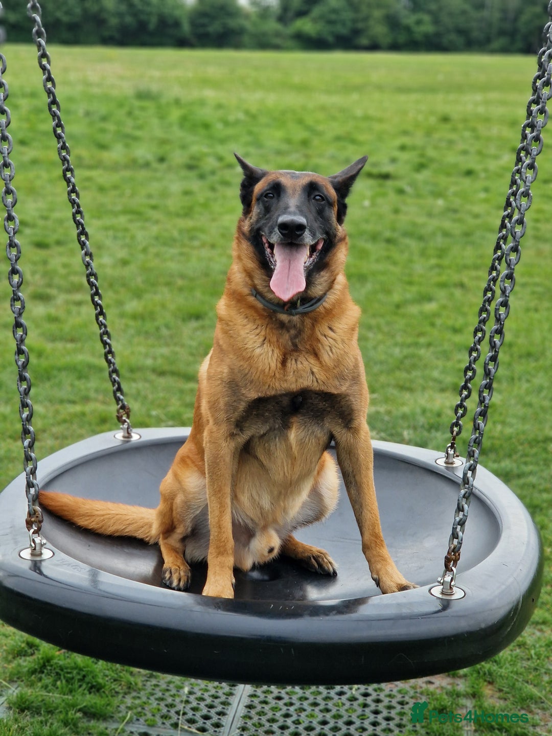 Belgian Shepherd Dog dogs for stud: KC, PURE Malinois Stud: Health Tested. Proven  in Rugby - Image 4