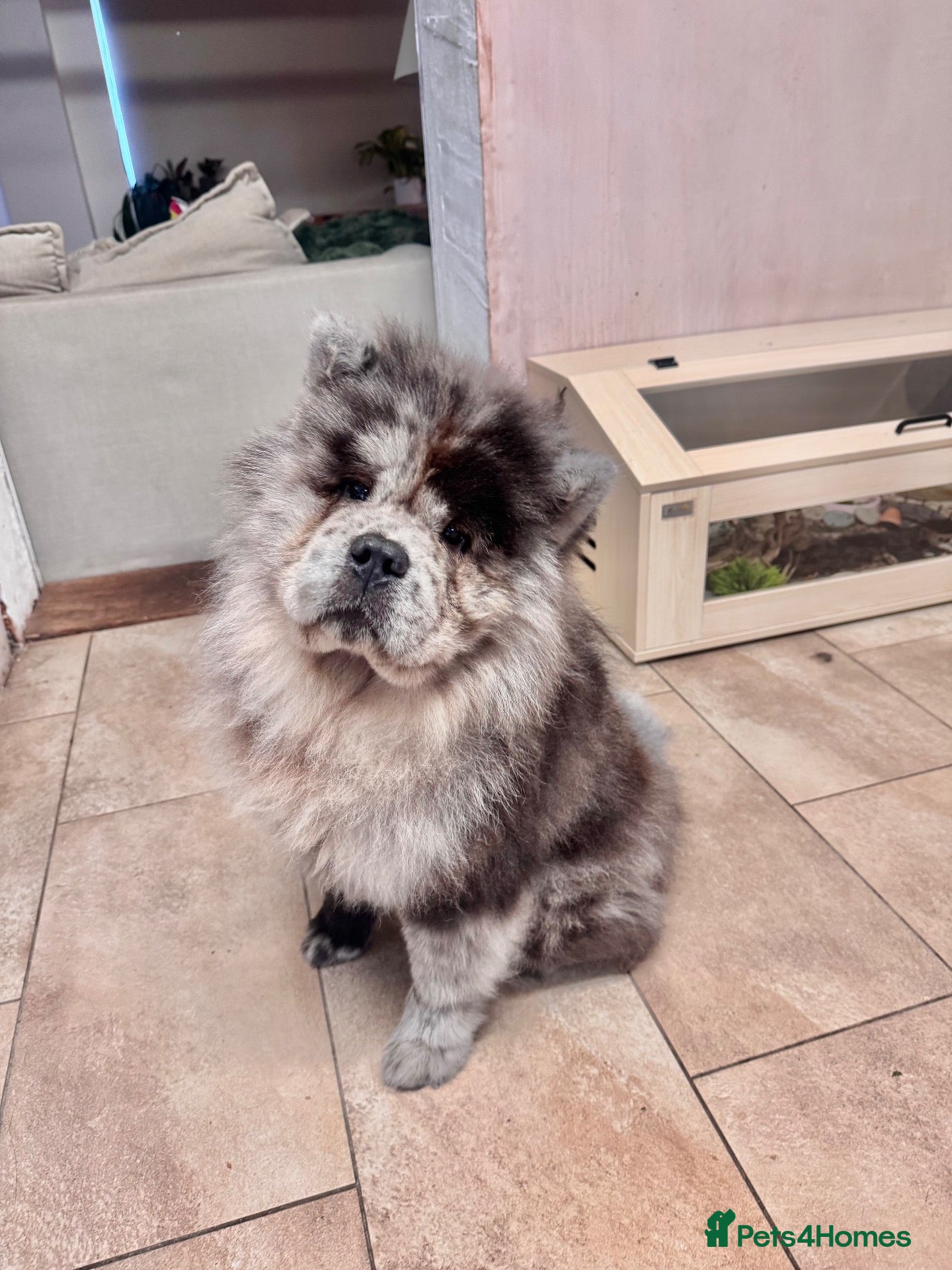 Chow Chow dogs Poe the 18 month old Lilac Merle boy Chow Chow - Advert 1