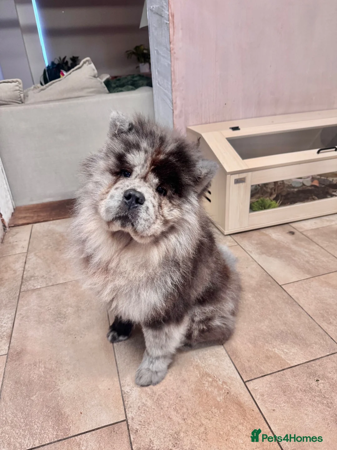 Chow Chow dogs for sale: Poe the 18 month old Lilac Merle boy Chow Chow - Advert 1