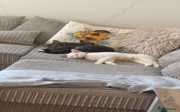 Mixed Breed cats for sale: Snowy and pip🩵💕 - Image 1