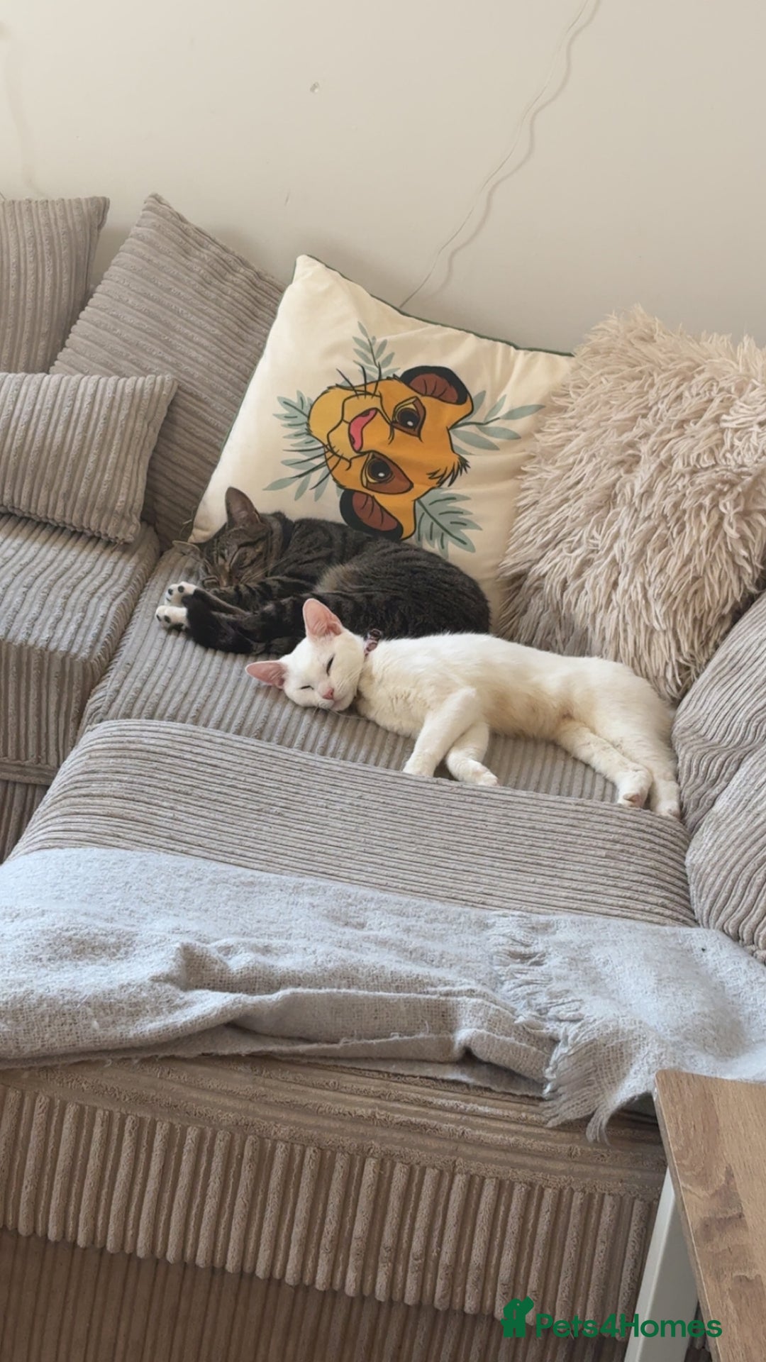 Mixed Breed cats for sale: Snowy and pip🩵💕 - Image 1