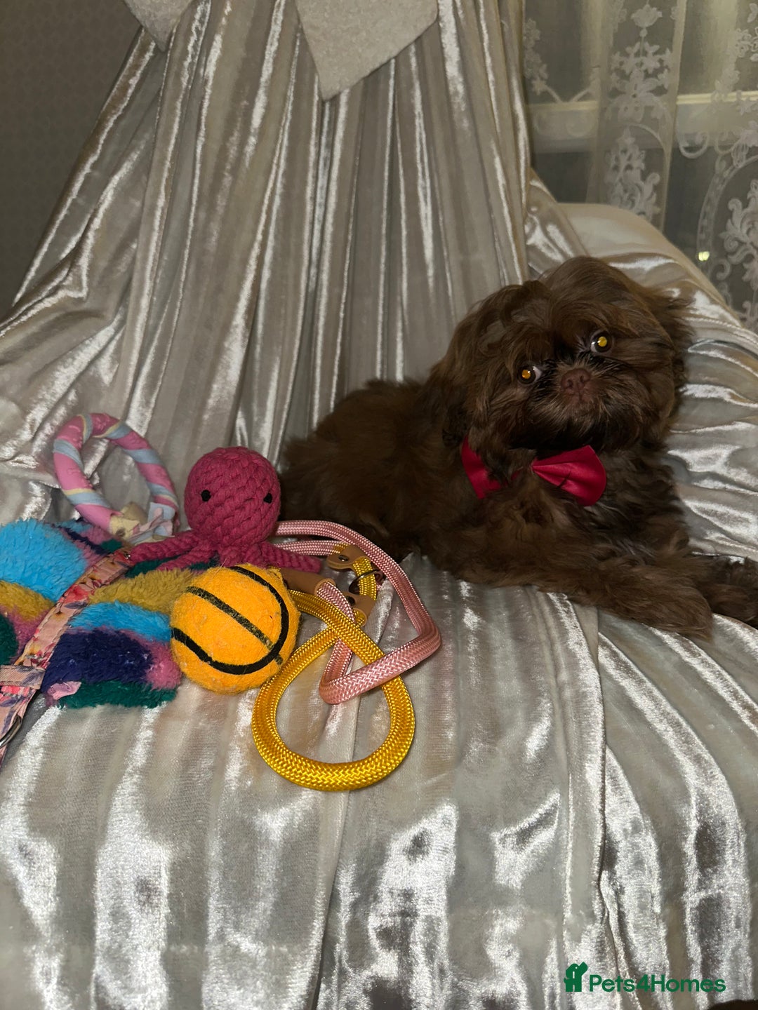 Shih Tzu dogs for sale:  Liver nosed chocolate orange Karashishi Shih tzu  - Advert 6