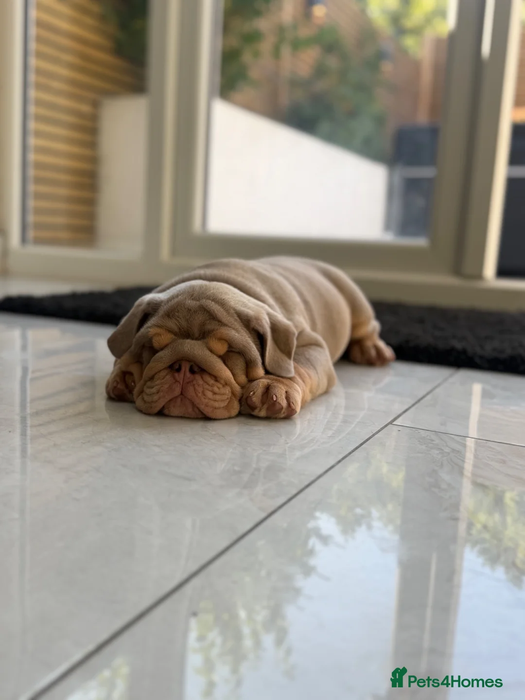 English Bulldog dogs for sale: 🔥 Epic Bullyz Major Daughter X Posher Turkish 🔥  - Advert 1
