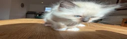 Ragdoll cats for sale: Ragdoll Kittens for Sale in Stirling - Advert 11