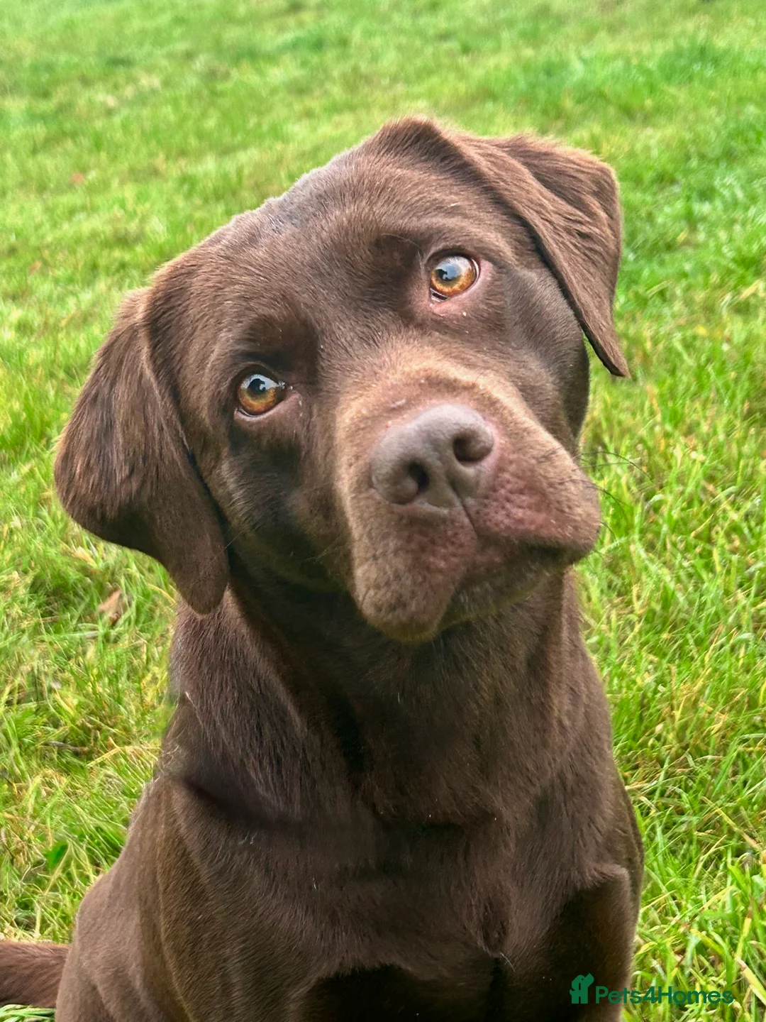 Labrador Retriever dogs for sale: Chocolate puppies from fully health tested parents - Advert 1