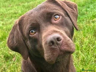 Labrador Retriever dogs Chocolate puppies from fully health tested parents - Advert 4