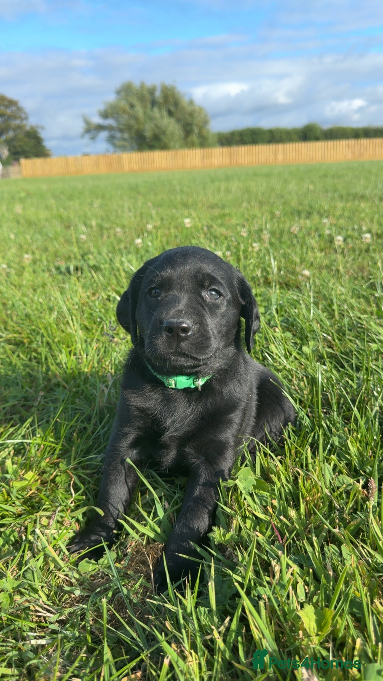 Labrador Retriever dogs 🐾7 Stunning Labrador Puppy’s 👀 🏡 🐾 - Advert 2