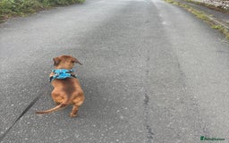 Dachshund dogs for sale: Bryan  - Image 1