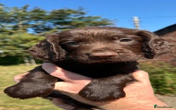 Cocker Spaniel dogs for sale: READY 31st Aug KC Pedigree Working Cocker Puppies - Image 2