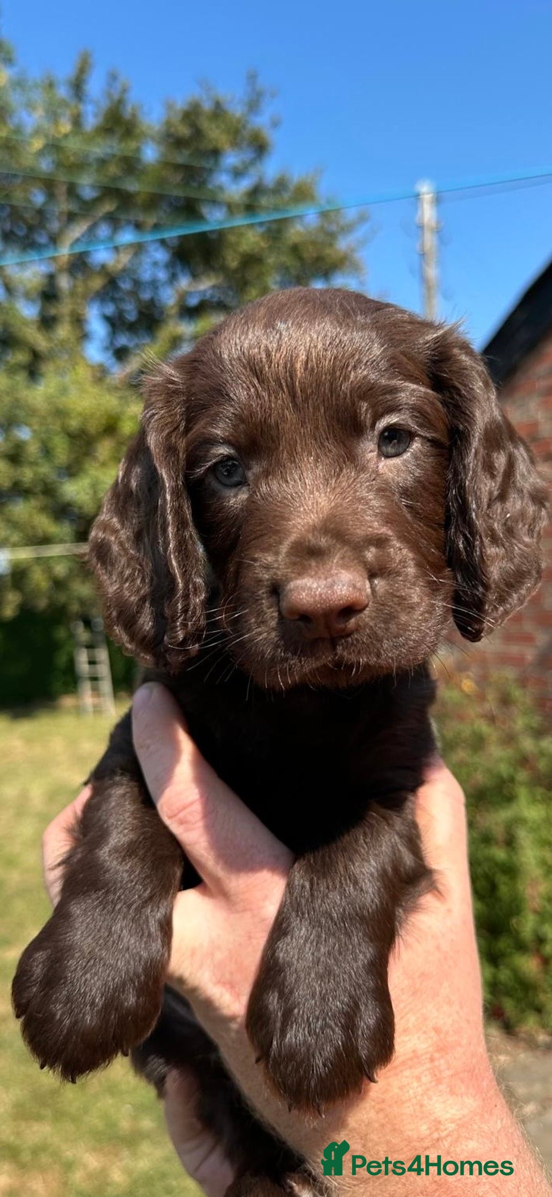 Cocker Spaniel dogs for sale: READY 31st Aug KC Pedigree Working Cocker Puppies - Image 2