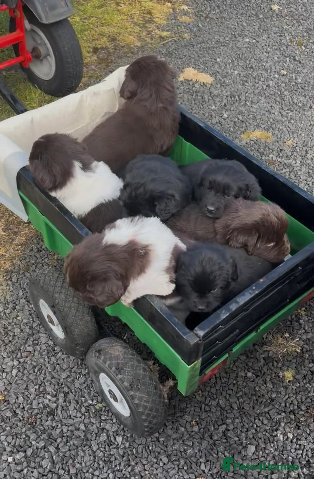 Newfoundland dogs for sale: Newfoundland pups - champion line  - Advert 2