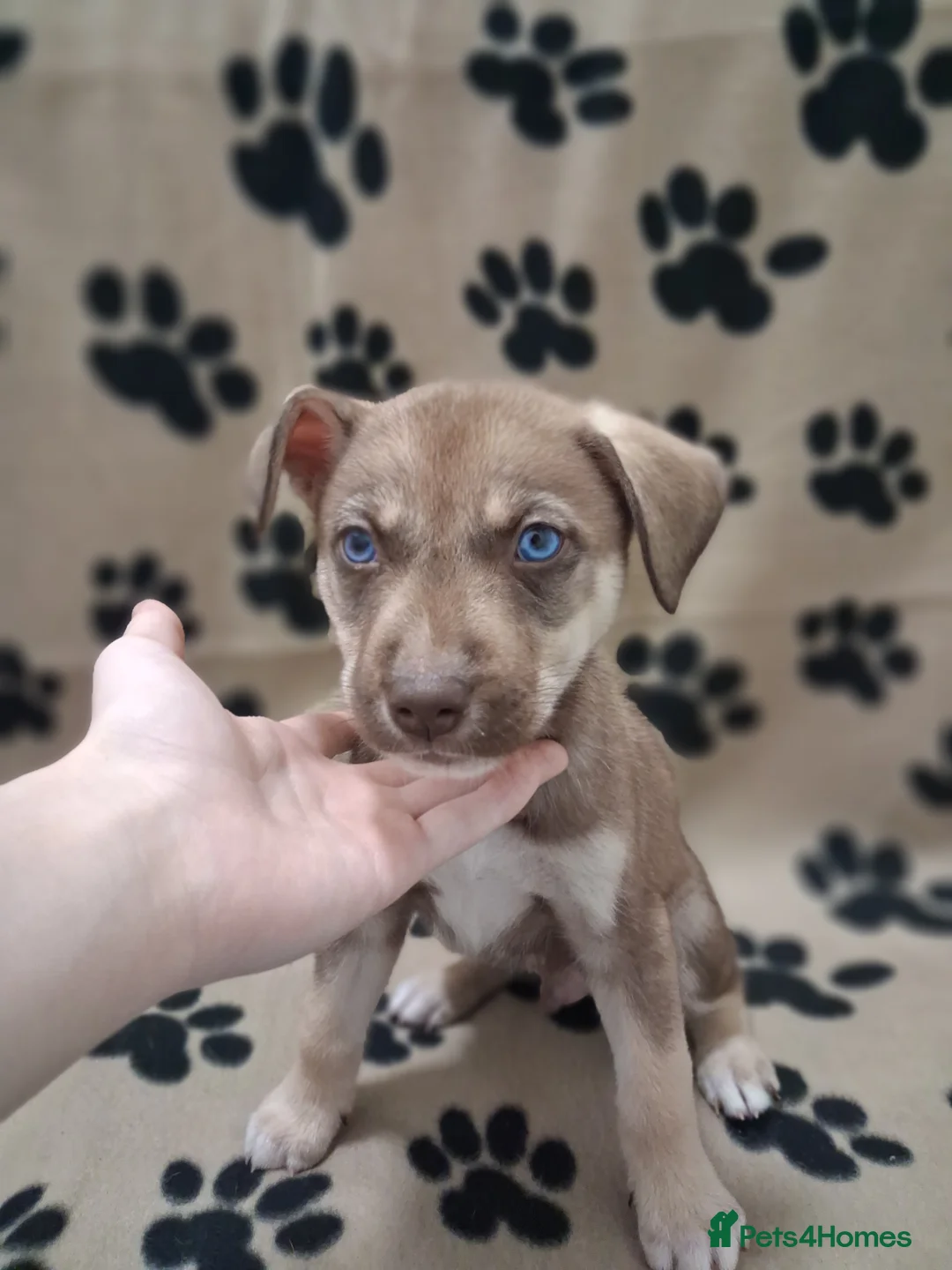 Mixed Breed dogs for sale: Agouti Husky Cross puppies  - Advert 33