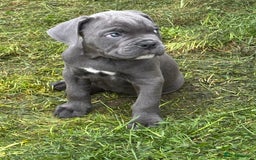 Mixed Breed dogs for sale: canó corso cross british bulldog stunning colours  - Image 33