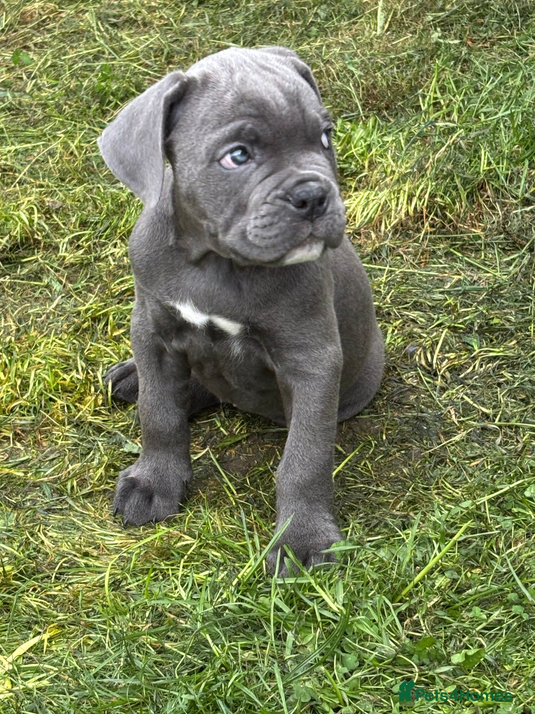 Mixed Breed dogs for sale: canó corso cross british bulldog stunning colours  - Image 33