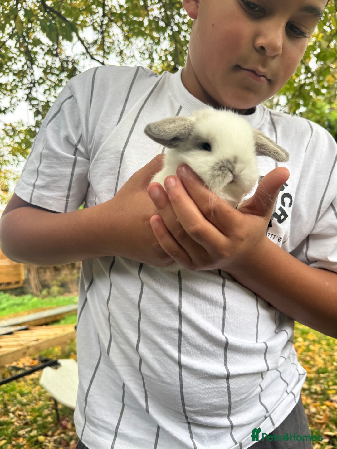 Mini Lop rabbits for sale: Mini lop - Advert 8