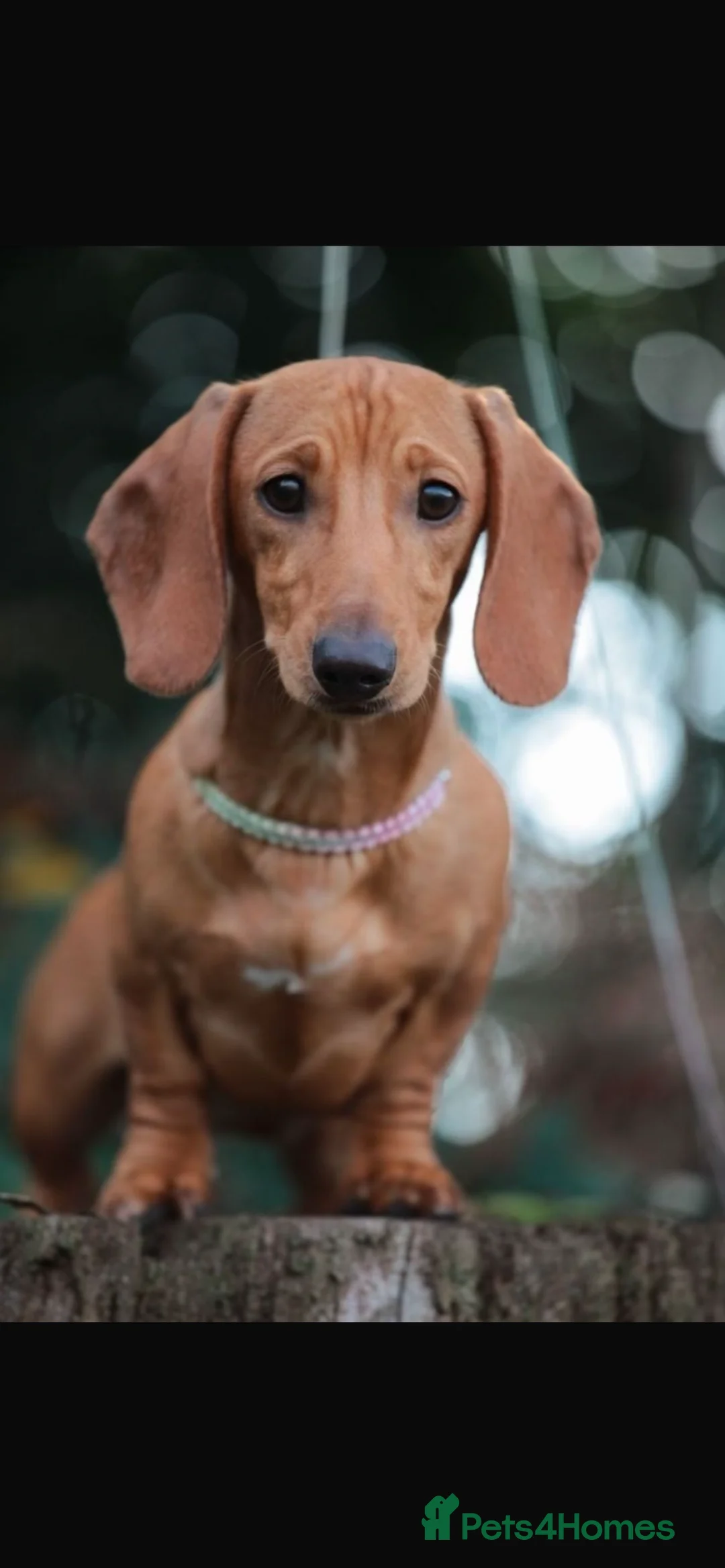 Miniature Dachshund dogs for sale: Miniature dachshund - chocolate/tan in Dartford - Advert 2