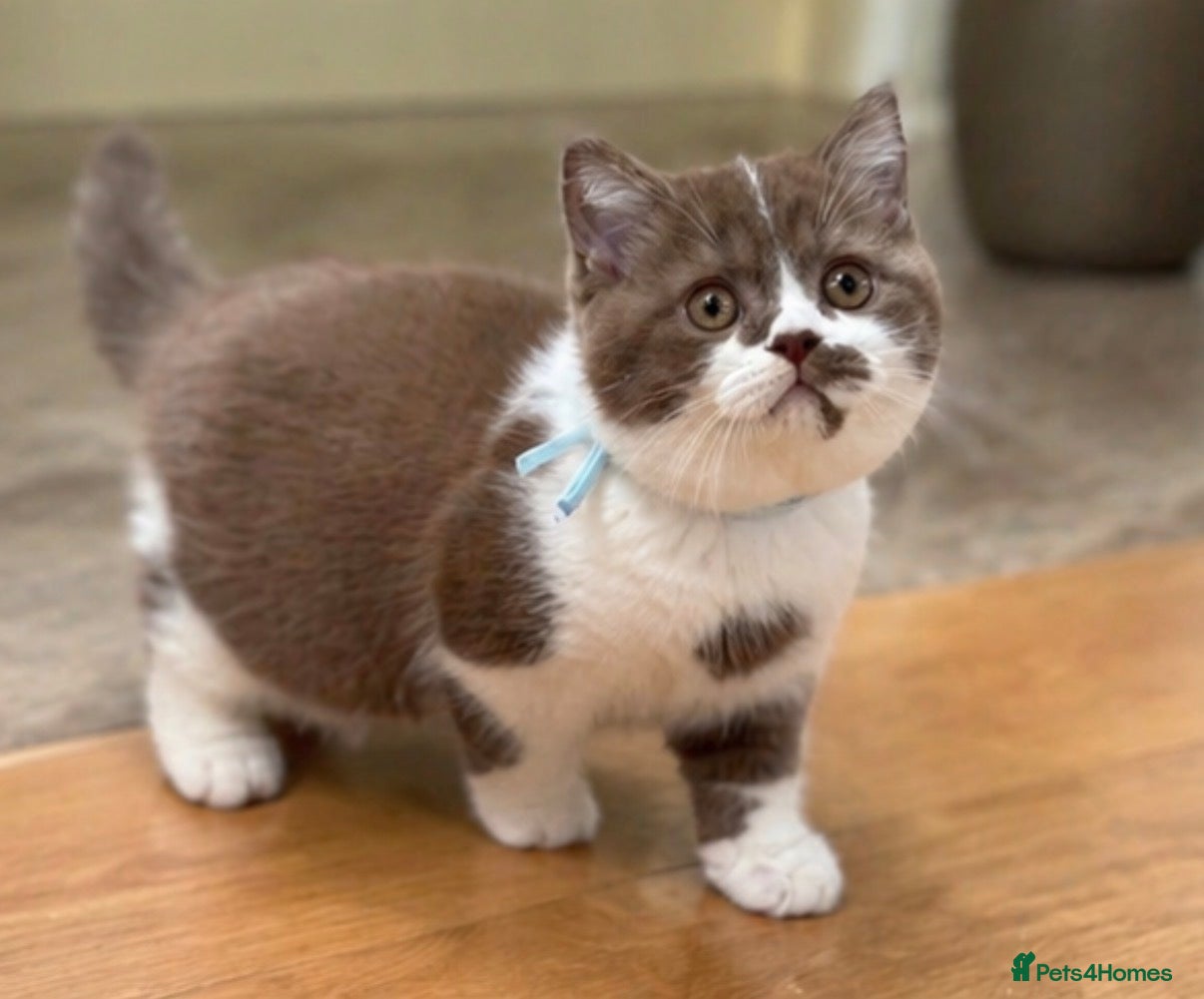 British Shorthair cats Ready to leave 05.05.26 ✨1 boy left  ! - Advert 1