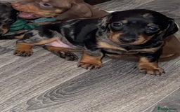 Miniature Dachshund dogs for sale: Miniature dachshund puppy’s  - Image 7