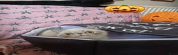 Exotic cats for sale: EXCEPTIONAL PERSIAN EXOTIC KITTENS  - Advert 20