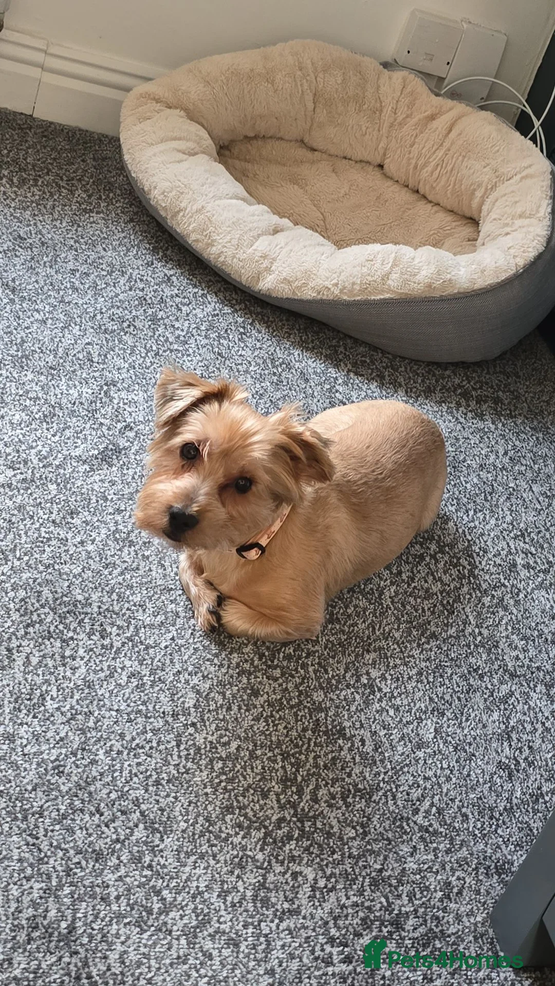 Yorkshire Terrier dogs for sale: 🧸TEDDY🧸 FOR REHOME - Advert 8