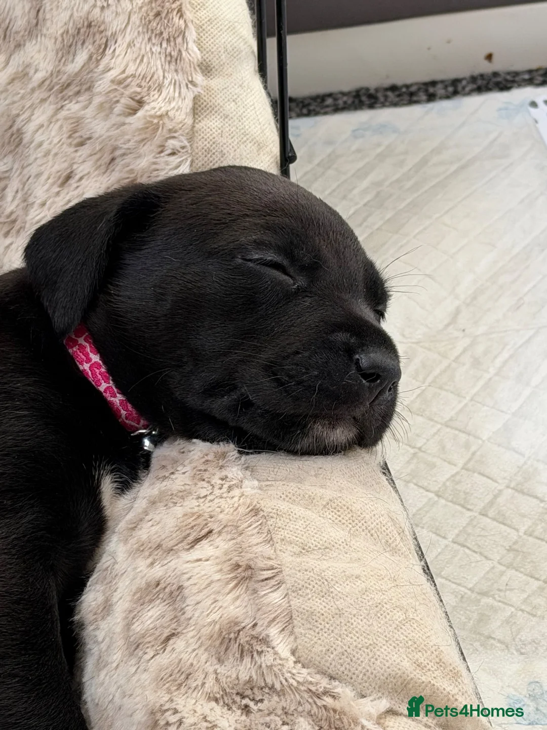 Mixed Breed dogs for sale: Whipadors in Newark - Advert 2