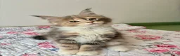 Maine Coon cats for sale: Full Maine Coon Kittens - Advert 5