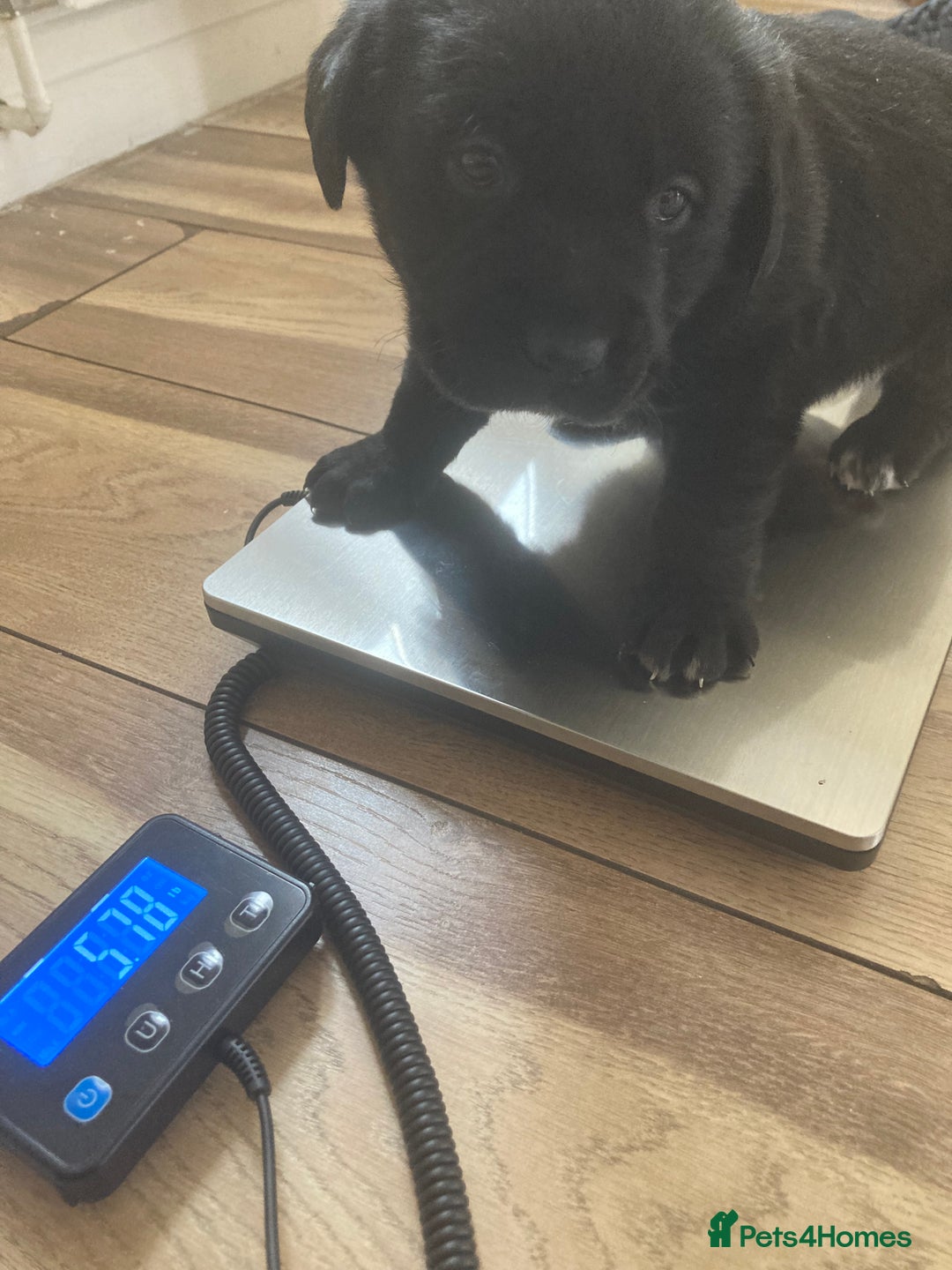 Labrador Retriever dogs for sale: LABRADOR PUPPIES  - Image 9