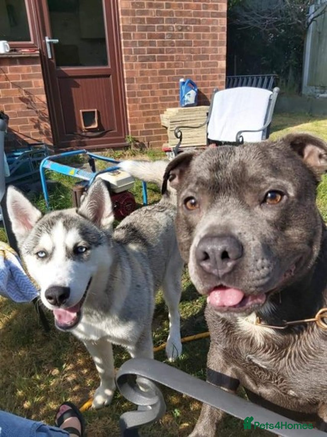 Staffordshire Bull Terrier dogs for stud: Stud for breeding in Ilkeston - Advert 7