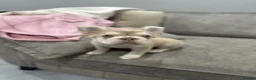 French Bulldog dogs for sale: French bull dogs  - Advert 6