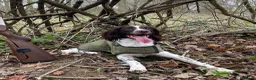English Springer Spaniel dogs for sale: KC Working English Springer Spaniel - 87 FTCH & IR in Halesworth - Advert 10