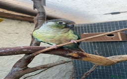 Conures birds for sale: Pair of tame conures  - Image 4