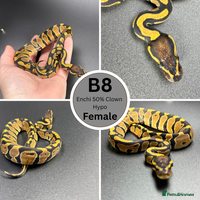Python Snake reptiles **Only 2 Left ** Ball Python Hatchlings - Advert 4