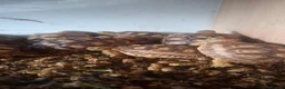 Tortoise reptiles for sale: Sulcata tortoise babies in Norwich - Advert 4
