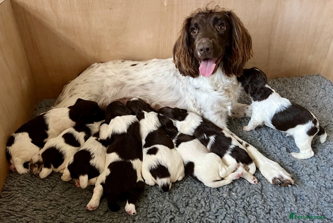 English Springer Spaniel dogs for sale: Stunning Liver & White Springer Spaniel puppies  - Image 10